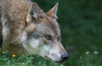 Wolf predator european wolf carnivores 162110